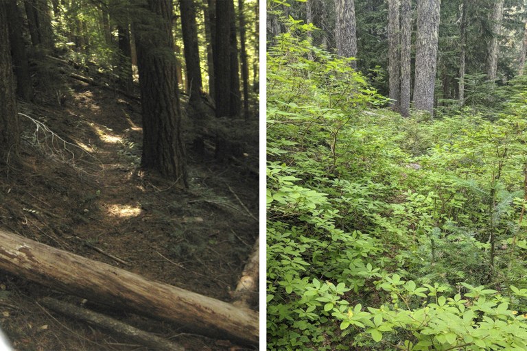 A collage of two photos: on the left, a series of logs fallen across the trail tread. On the right: thick shrubs growing into the trail corridor and obscuring the trail from sight.