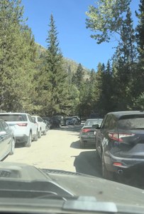 Cars are parked on either side of a forest road, making the road itself very narrow. 