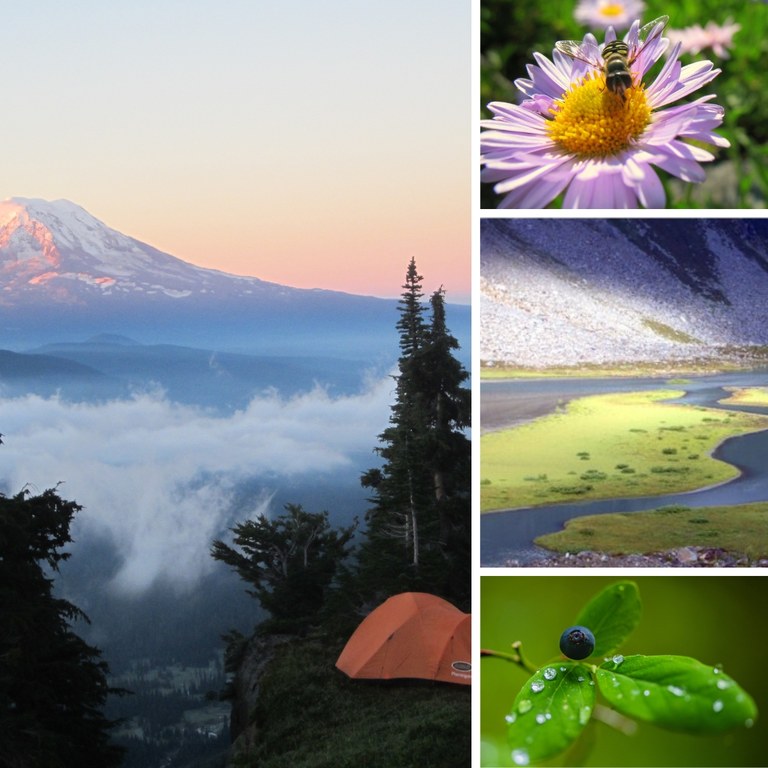 Collage of mountain views, huckleberry, wasp on flower