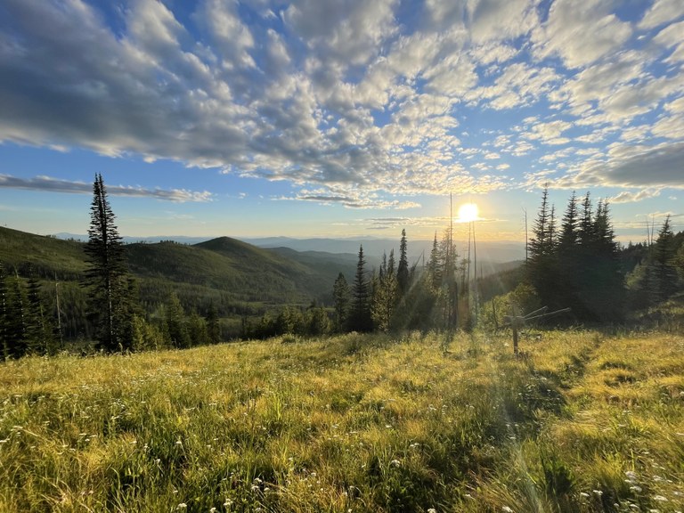 Trail and wildflower with blue skies. Photeo by Artie McRae