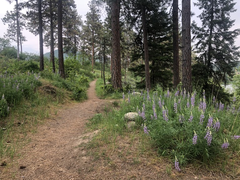 The Peshastin Mill trail is lined with purple wildflowers and ponderosa pine trees.