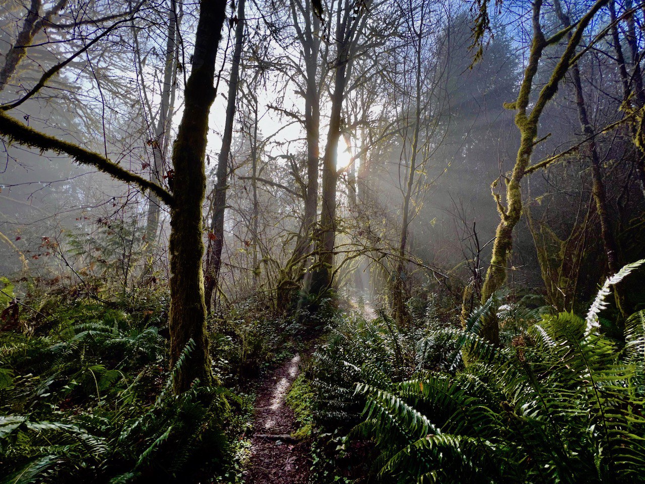 Sun shines through clouds and trees to create a stunning shining effect in a dark forest full of ferns.