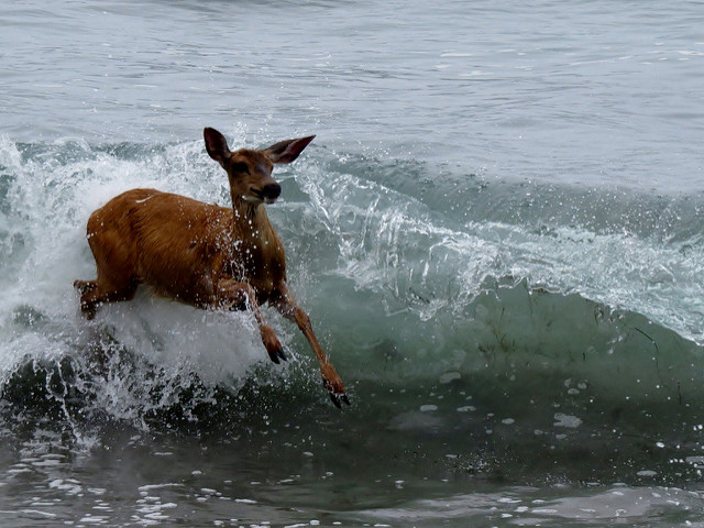 Deer surfing the waves at Shi Shi beach. Photo by Susan Duthweiler