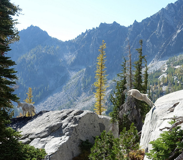 A young goat was following mom when he cleared this 12 ft gap. Photo by Jake Gentry