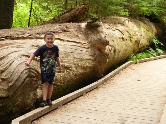 The giant trees The giant trees