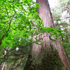 A giant cedar along the South Fork Skokomish Trail. Photo by Andrew Houle. 