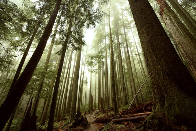 1st Place, Trailscapes. Photo taken by Alyssa Tidwell from Mount Si.