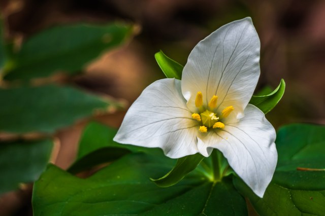 2nd Place, Flora and Fauna. Photo by Archana Bhat at Oyster Dome.