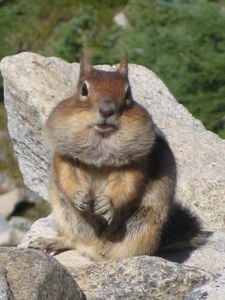 Be like this Cascade Golden-mantled Ground squirrel, and stash some nuts away for snacking. Photo by Becky Bodonyi