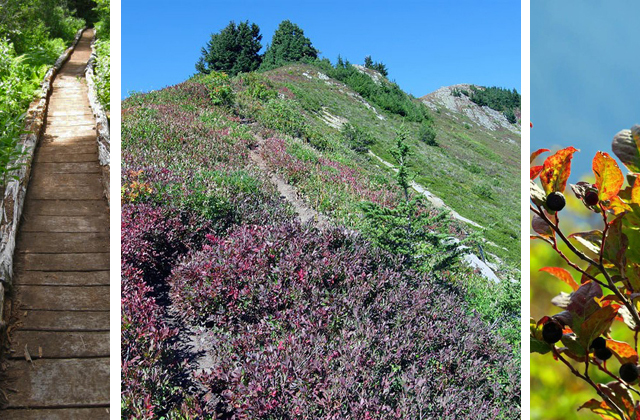 The North Fork Skykomish area has plenty to offer, from trail work to gorgeous vistas to berries! Photo Credits: Puncheon - Janice Van Cleve. Bootpath to Kodak Peak - 2DrXExplorations. Huckleberries - Aaron Brackney