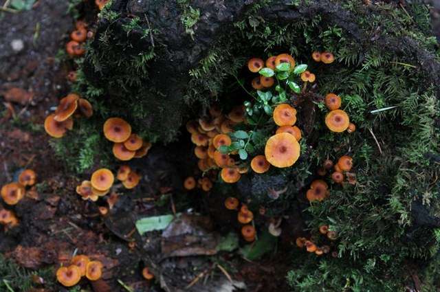 Mushrooms at Saint Edwards State Park. Photo and trip report by viji133hp. 