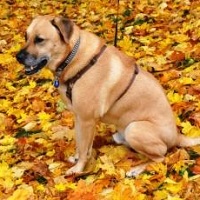 Saturn Schlinglof Saturn Schlinglof