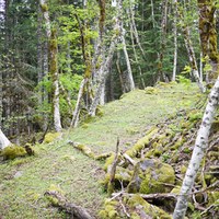 The new trail near Ape Cave was once an old road bed. Photo by Ryan Ojerio.