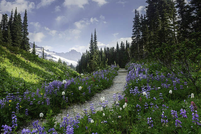 Help protect trails as WTA's ED