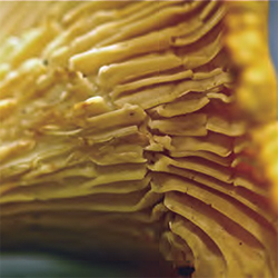 Chanterelle Mushroom. Photo by Tami Asars