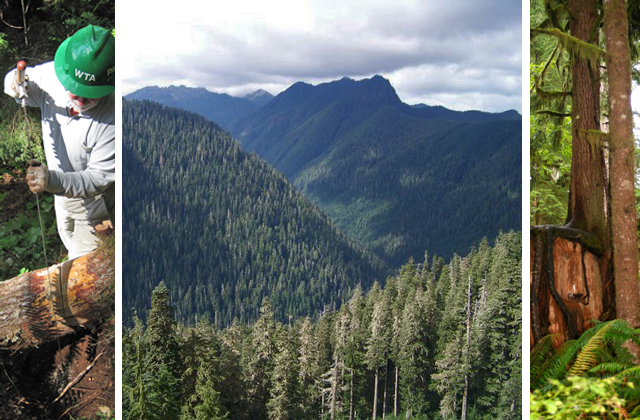The Humptulips river bottom is home to a huge variety of life. Photo credits: Volunteer - William Jahncke. Humptulips River Valley - pacificogirl. Nurse log - gingerB85