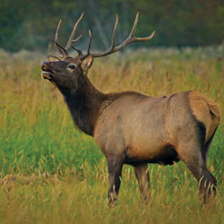 Elk. Photo by Tami Asars.