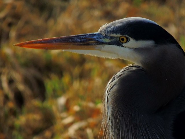 Grey Heron at Nisqually NWR. Photo by geezerhiker