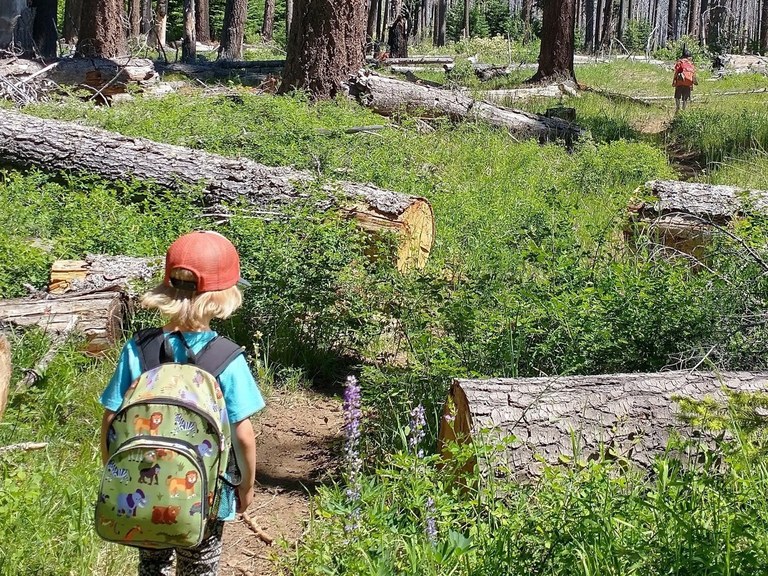 Two small kids hike through a green landscape with downed trees cleared off the trail to either side. 