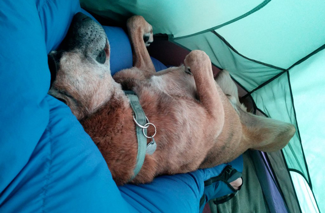 Madigan snoozing away in his usual spot. Photo by Loren Drummond. 