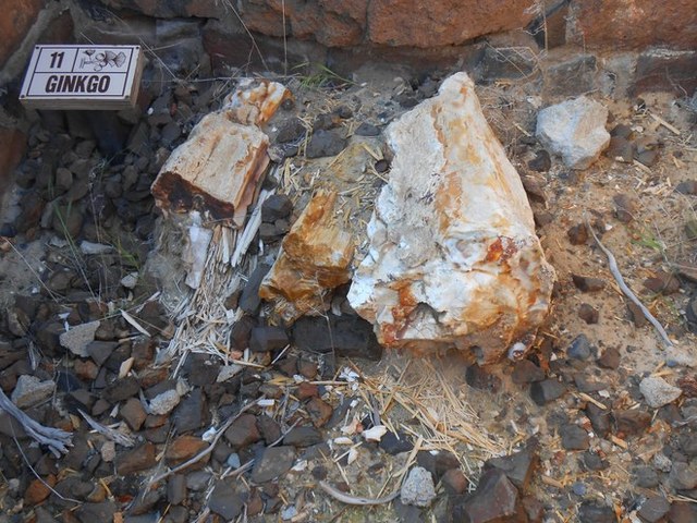 Petrified gingko at Gingko Petrified Forest State Park. Photo by Anna Roth. 