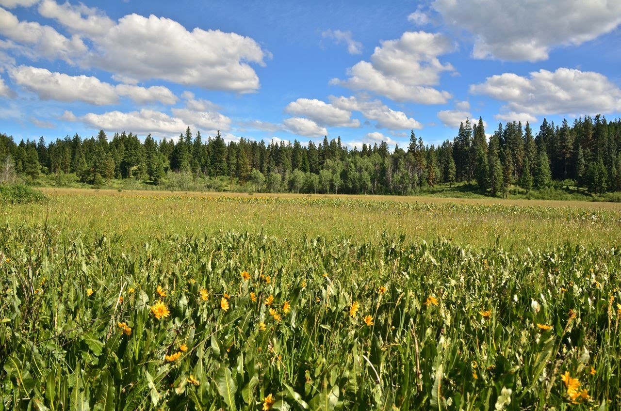 Camas Meadows Washington Trails Association