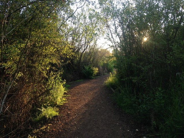 foster island_austin smith.jpeg The trail heading to Foster Island. Photo by Austin Smith