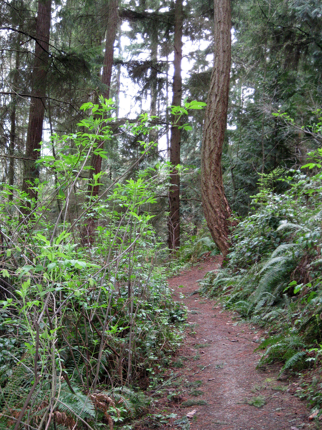 Grace Cole Nature Park — Washington Trails Association
