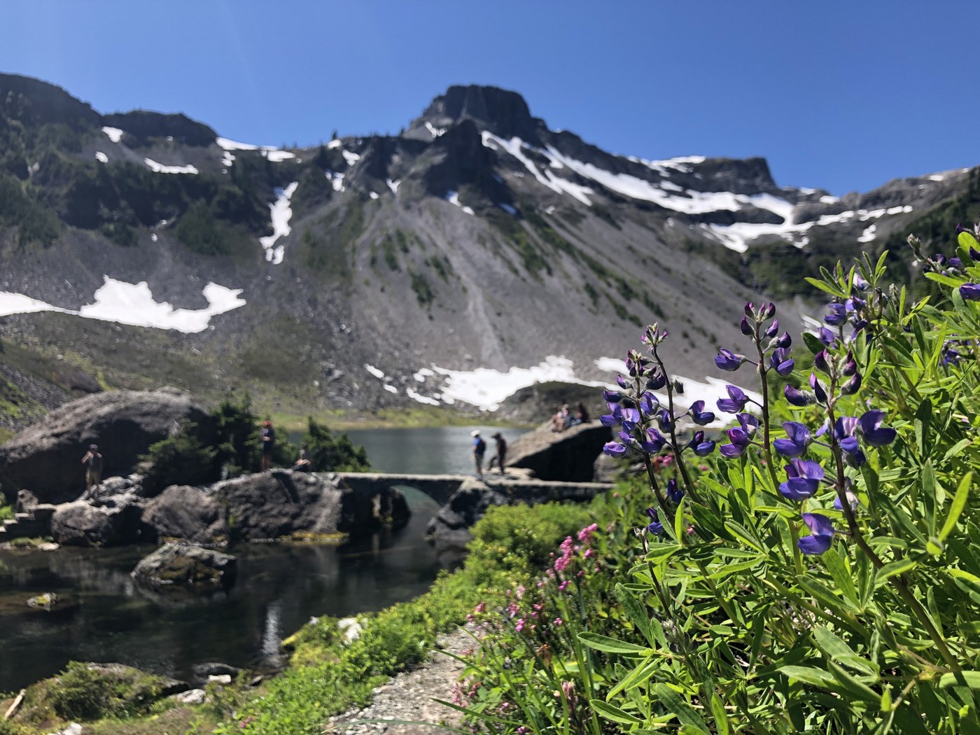 Heather Meadows — Washington Trails Association