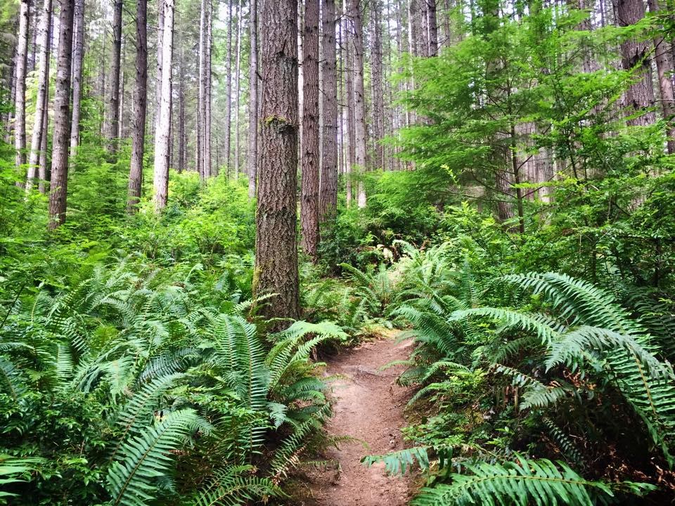 Ewok Trail, Port Gamble Forest, lush PNW hiking route