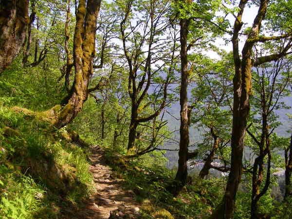 The trail to Lake 22. Photo by "Pith Helmut Jack" or friends.