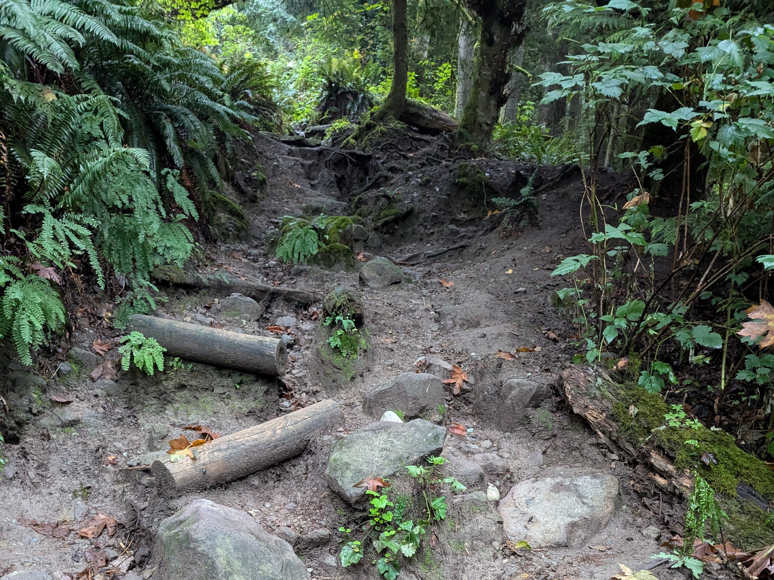 Shiitakepatagonia LinedIsthmusCoaches Cable Line Trail