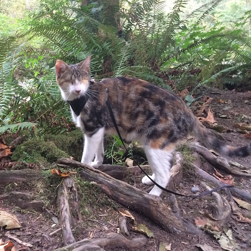 Honey Bee pauses near the trail, ready to explore the ferns and beyond.