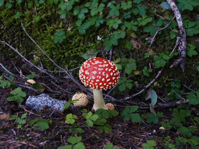 Spotted mushroom photographed by backpackers, trip reporters and bloggers analonthetrail. 