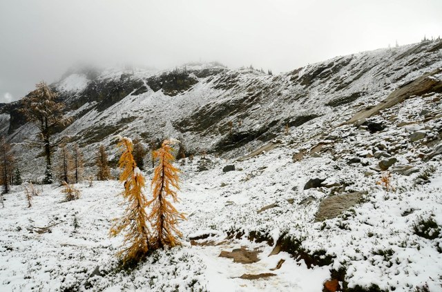 Larches glow vibrantly against new-fallen snow in Maple Pass. Photo by Sean P. 