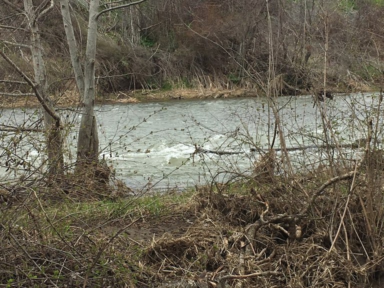 A gray creek burbles by some brush, likely hiding birds!