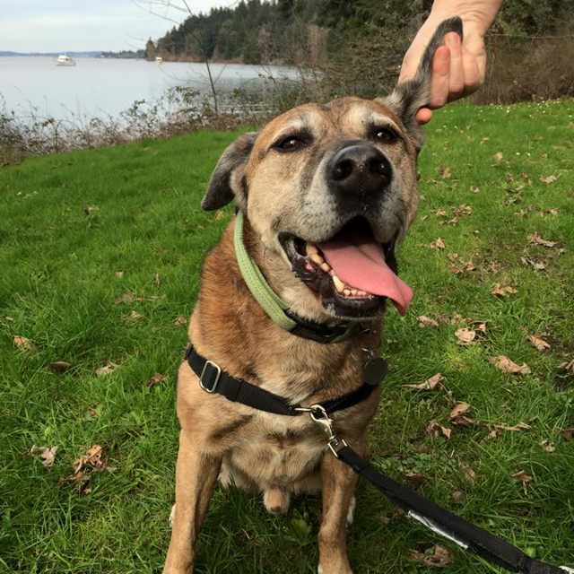 Madi enjoying the trails at a local park. They're the next step in his hiking adventure. Photo by Loren Drummond. 