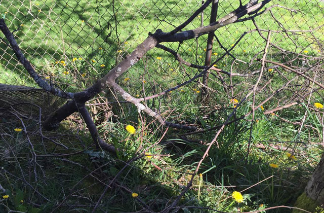 The LePard-Drummond household is enjoying the new growth, but crews are standing by to clean up when it becomes too much. Photo by Tyler LePard. 
