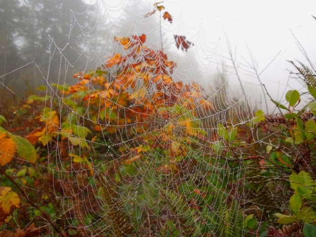 How to make the best of a foggy fall hike? Focus on the details. Photo and trip report by Taum Sauk