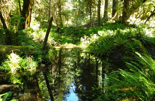 Water, ferns and mosses characterize the Hoh Rainforest. Photo on the Spruce Nature Trail by Tim. 