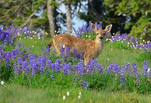 A fawn lingers among the lupine at Sunrise Ridge. Photo by Bob and Barb.