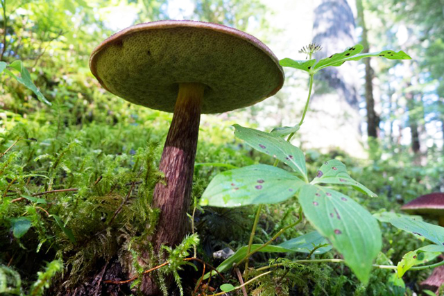A proud mushroom, photographed from below. Photo by otterbhikin. 