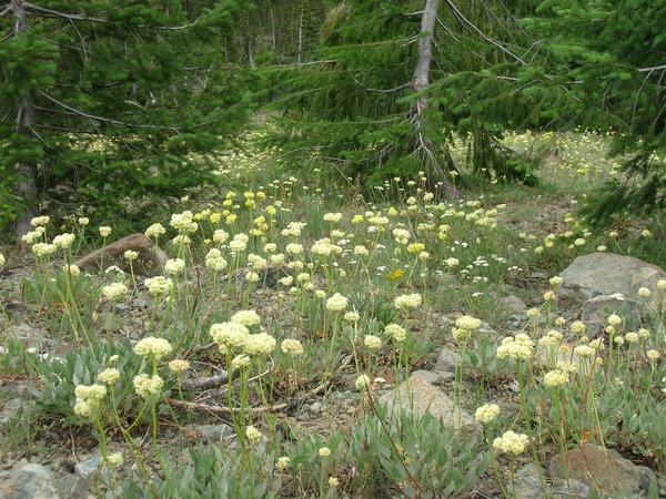 Buckwheat in Esmeralda Basin
