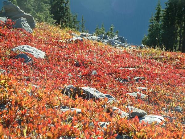 Fall colors on Lillian Ridge