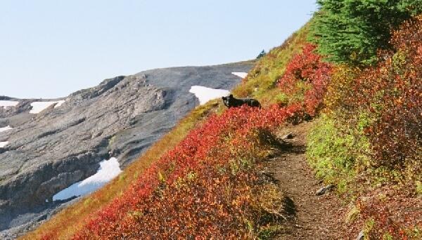 BEAR ON THE TRAIL EATING BLUEBERRIES