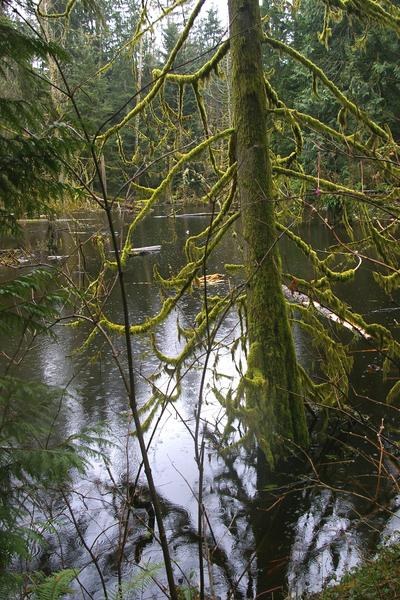 Beaver pond, mossy cedar