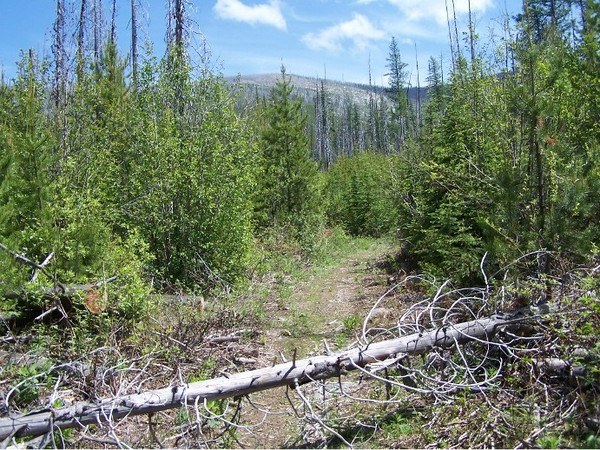 I cut this blowdown after pic was taken. Note Barnaby Buttes off in the distance, and its bare southern flank.