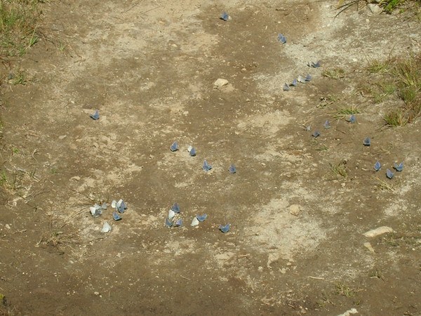 Blue Butterfiles near Lady Camp