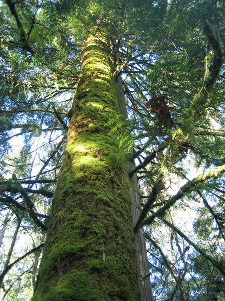 Mossy Tree