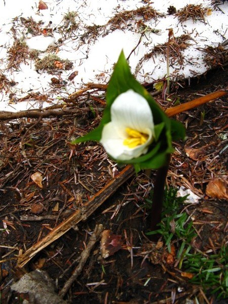 Trillium just breaking through the snow dirfts